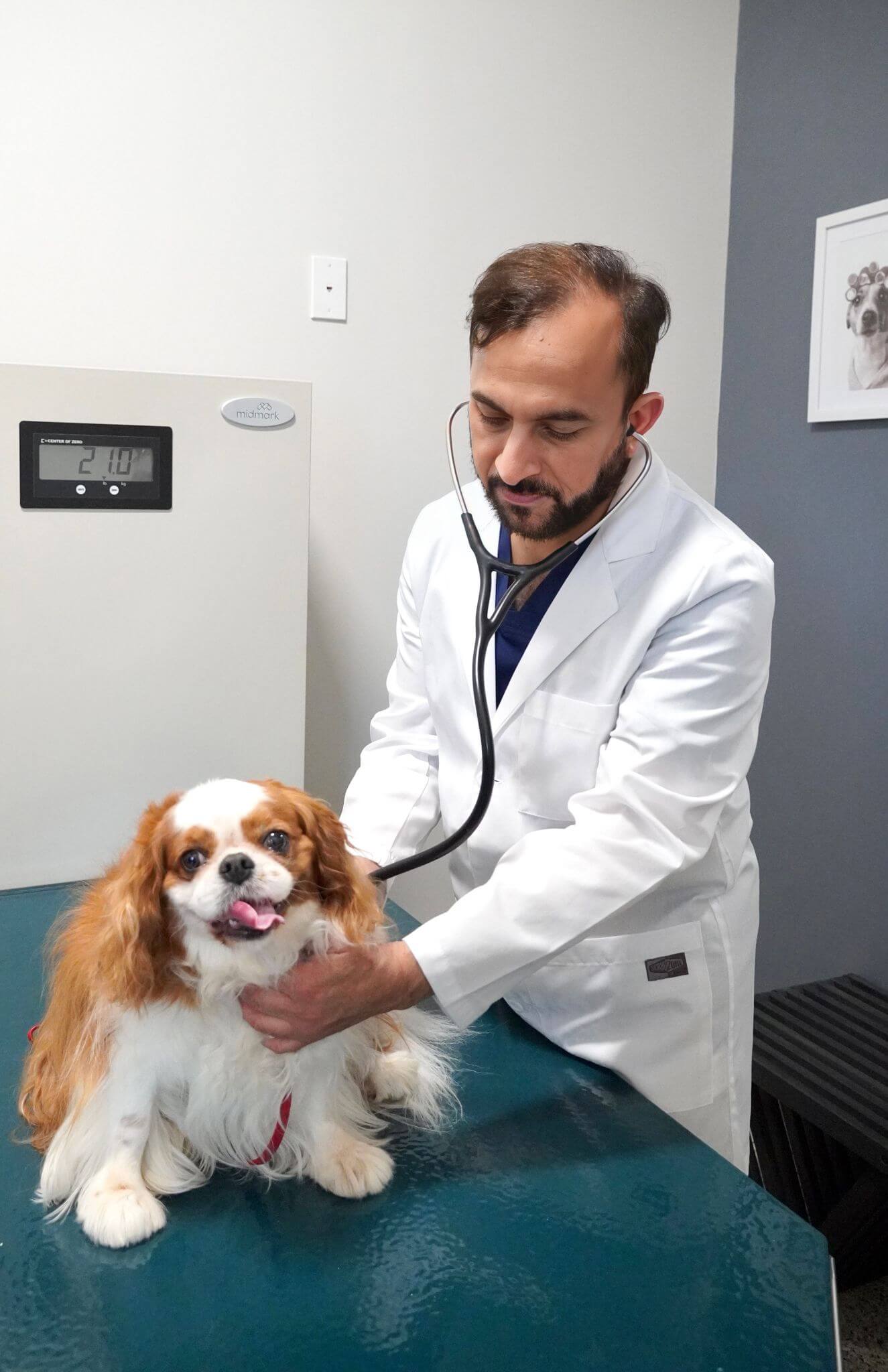 A veterinarian in a white coat uses a stethoscope to examine a small, long-haired dog sitting on an exam table.