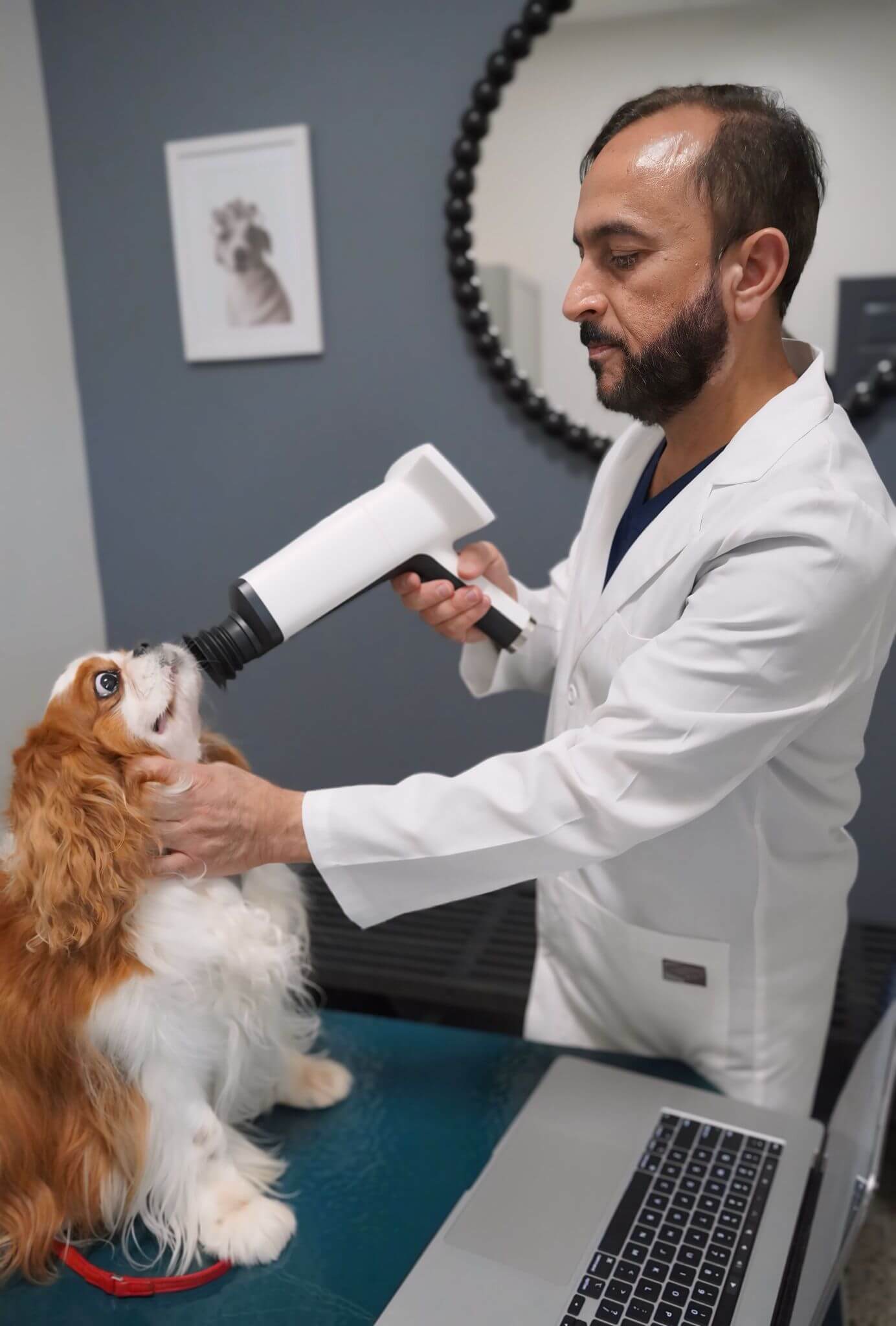 A veterinarian in a white coat uses a handheld device near a Cavalier King Charles Spaniel’s head during an examination in a clinic.