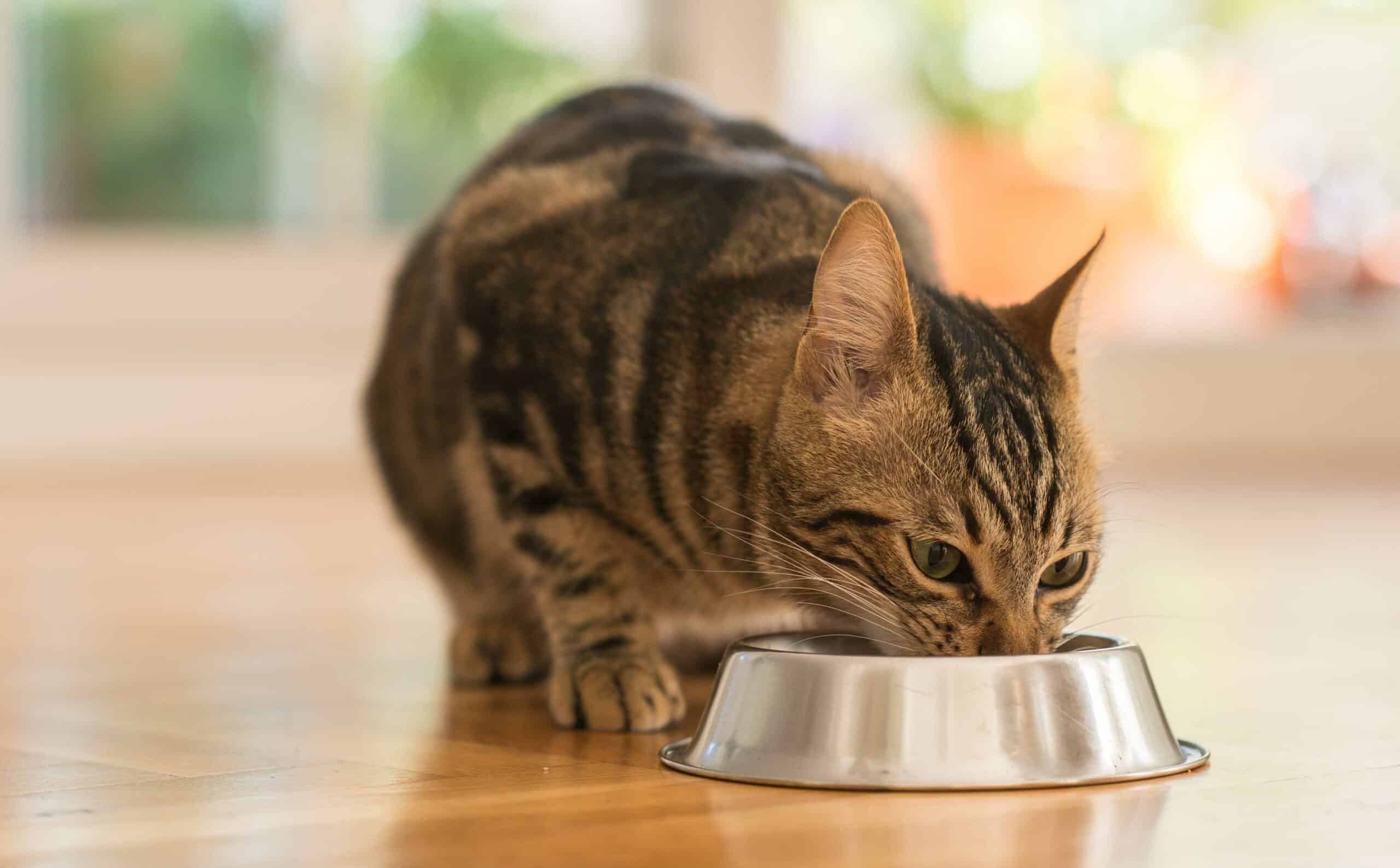 Nutrition and Weight Management: Ensuring Your Pet's Health and Vitality