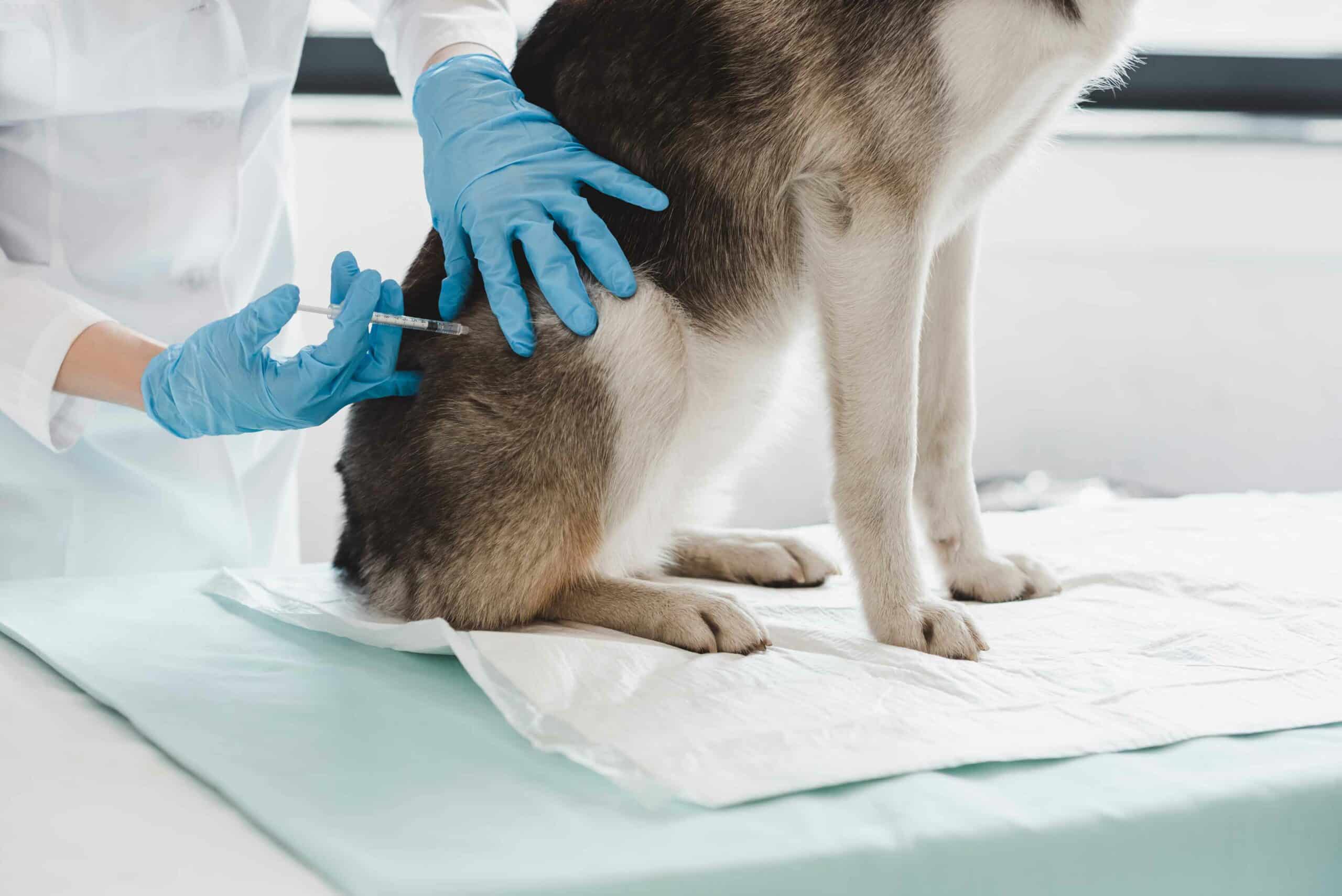 Vaccinations: Keeping Your Pet Protected