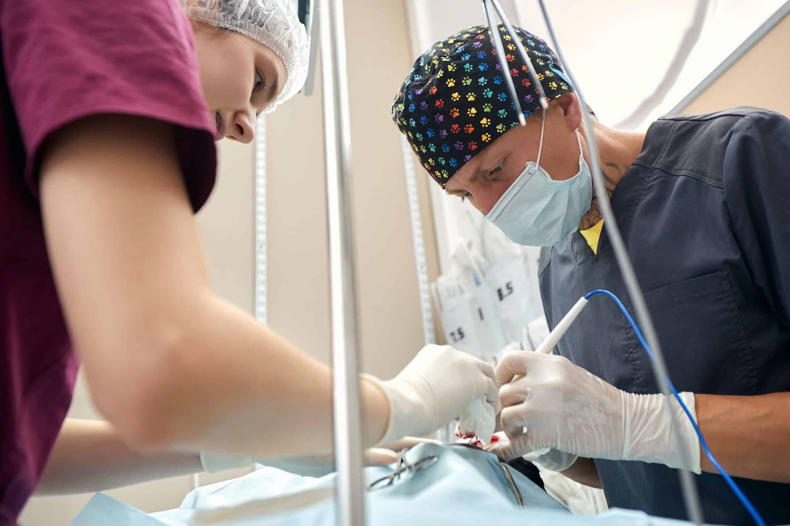 Why Choose The Hills Veterinary Clinic?