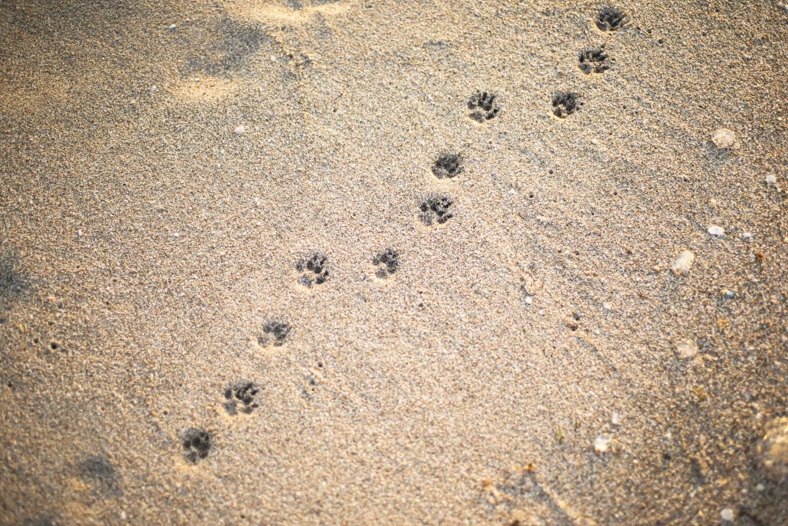 Why Choose The Hills Veterinary Clinic?