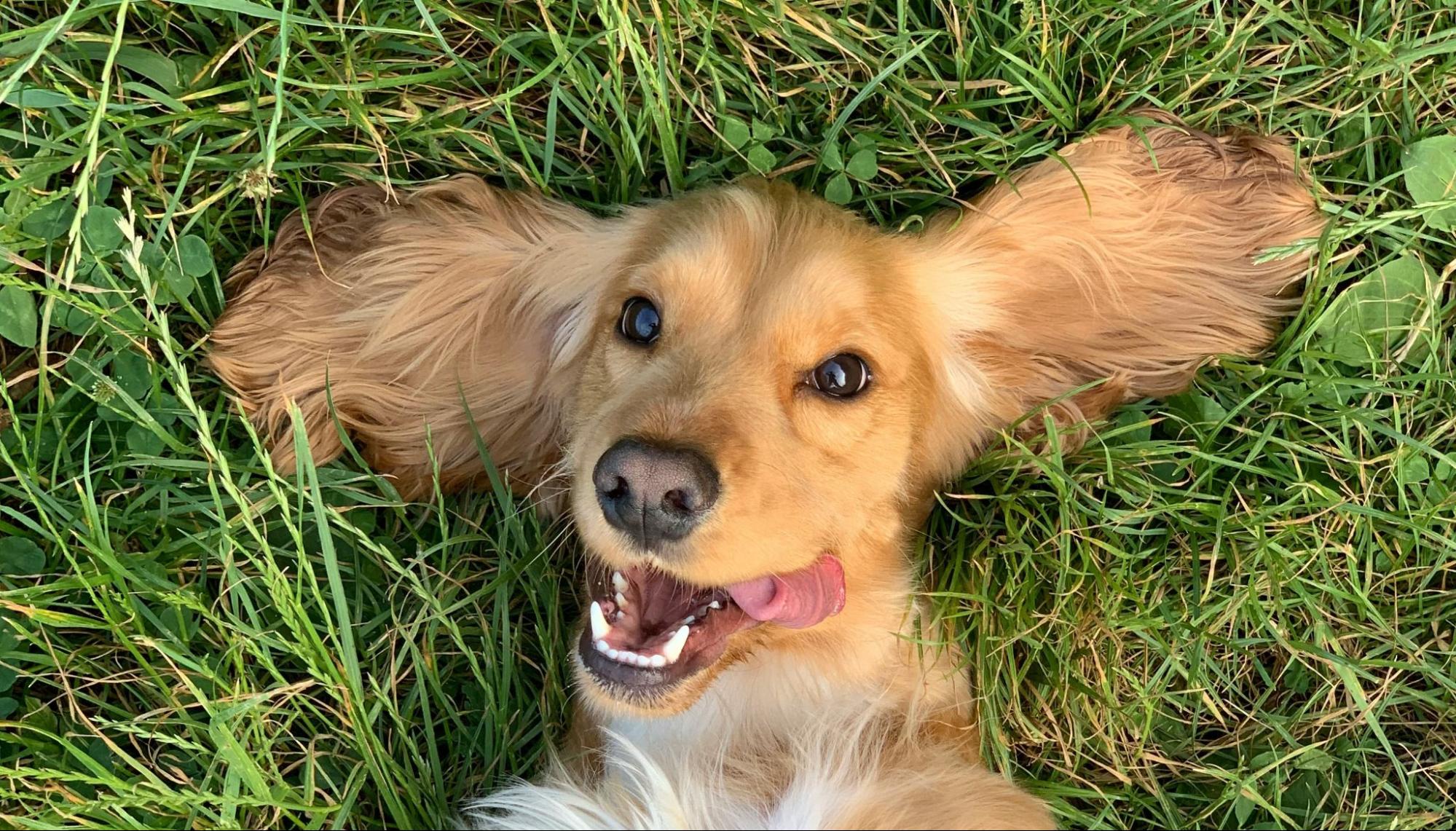 image of smiling dog